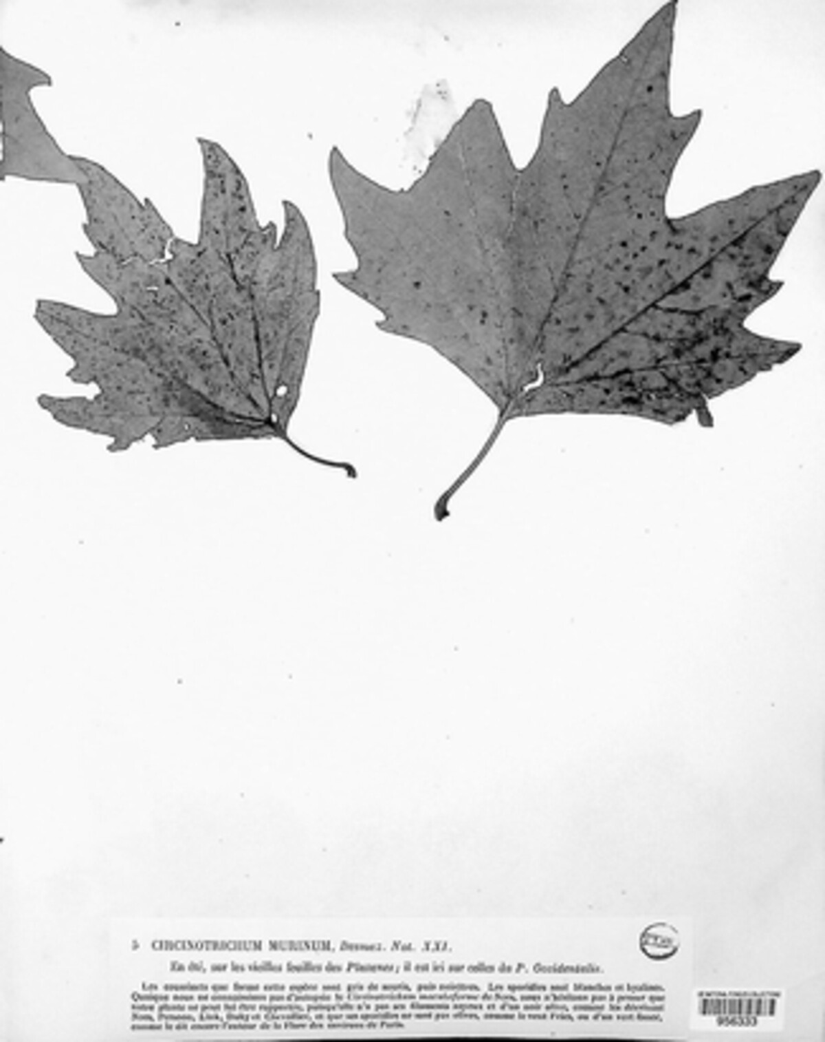 Circinotrichum murinum image